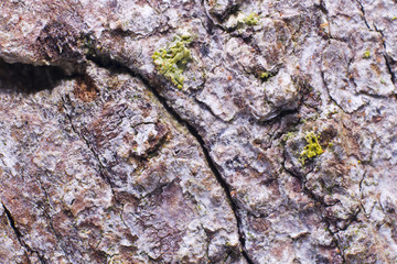 Douglas Fir Tree Bark close-up