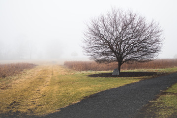 Foggy morning in a Pennsylvania meadow with a lone tree and stone marker