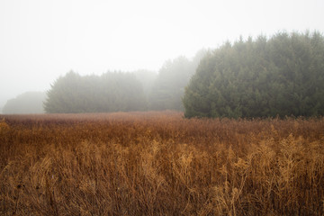 Obraz na płótnie Canvas Foggy landscape of a winter meadow with evergreens in the background