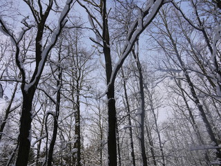 Laubbäume im Winter
