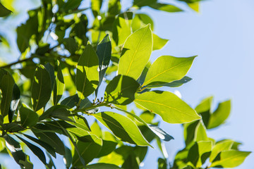 Laurel shrub or bay tree.