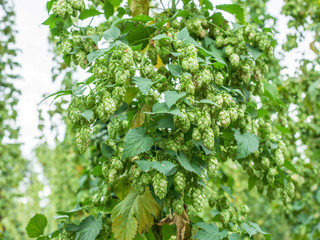 Hops yard. Hops plants climbing of special supported strings or