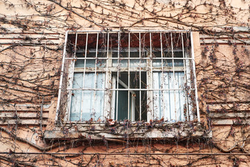 старое окно с решетками на стекле заросшее виноградной лозой с опавшими листьями