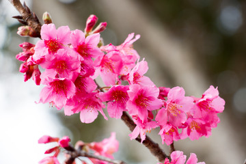 colorful of cherry Blossom and green leaf with sun light,