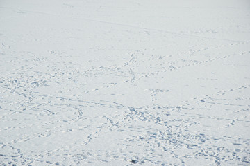 snow ground with a lot of bird trace photo.