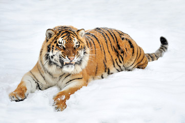 Fototapeta premium Tiger in winter