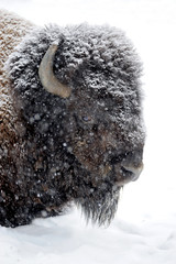 Bison portrait in winter © byrdyak