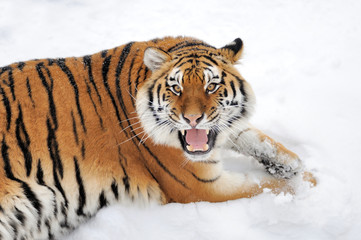 Fototapeta na wymiar Tiger in winter