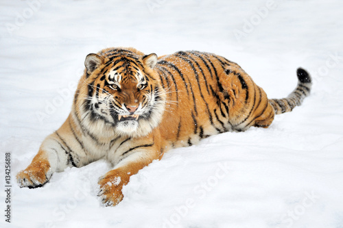 тигр на заснеженном камне бесплатно