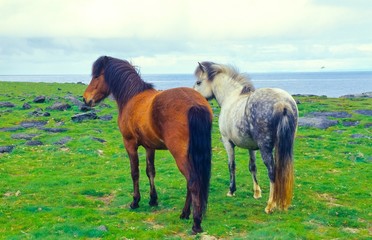 Fototapeta na wymiar Zwei Islandpferde (Schimmel und Brauner) auf einer Weide direkt am Meer, Island/ Iceland, Europa 