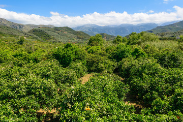 Orange plantation. Agriculture trees. Crete. Greece.