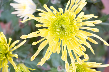 colorful of Chrysanthemum Blossom and green leaf with sun light,