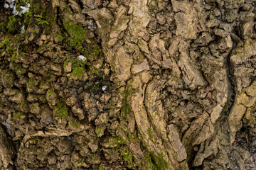 texture bark tree
