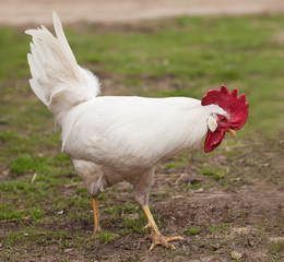 white cock
