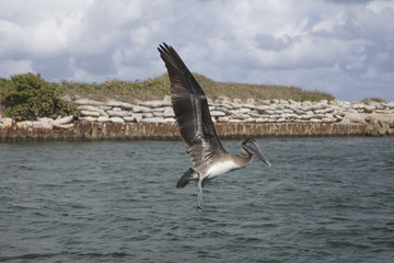 Naklejka premium Immature Brown Pelican Flying over Boca Raton Inlet