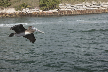 Immature Brown Pelican Flying along the Boca Raton Inlet