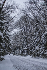 Fototapeta premium Trees and fir-trees with snow in winter park. Snowstorm in park, winter landscape. White spruces.