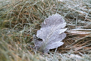 Very cold leaf in wintertime in January