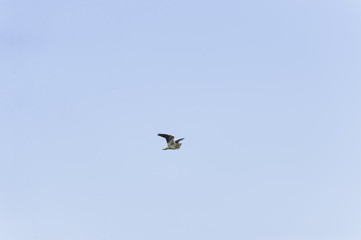 Green Heron wings high