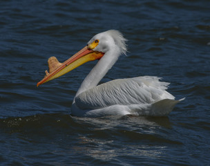 Fototapeta na wymiar White pelican with horns on beak swimming on lake in California