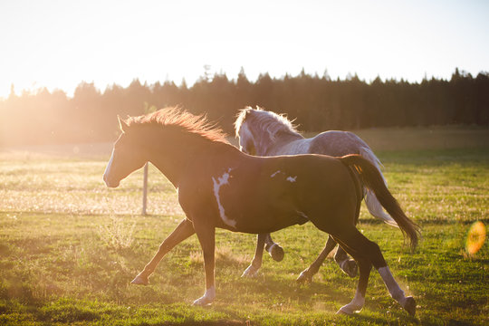 Two horses running in a field, British Columbia, Canada