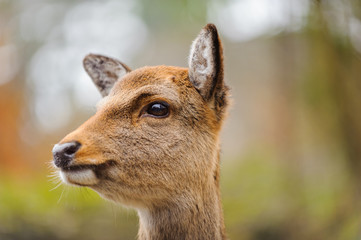 roe deer