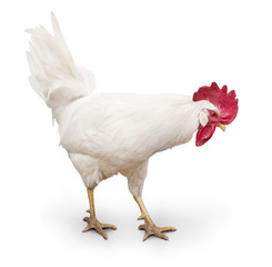 white cock