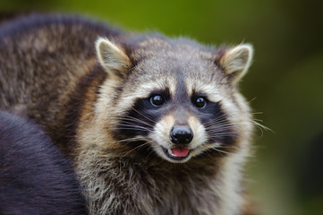 Raccoon