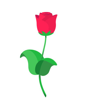 Vector illustration of single red roses in flat style