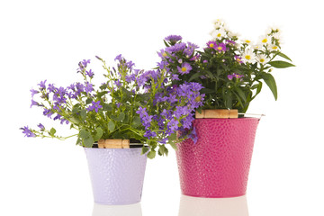 Campanula and daisies in flower pot