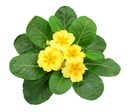 Purple primrose isolated on white background photo.