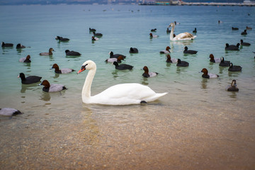 Зимовка лебедей в бухте горда-курорта - Геленджик. Побережье Черного моря.