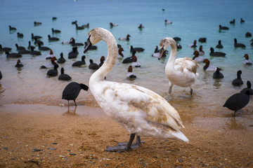 Зимовка лебедей в бухте горда-курорта - Геленджик. Побережье Черного моря.