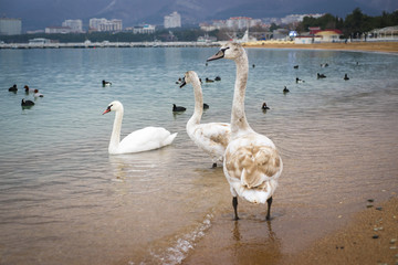 Зимовка лебедей в бухте горда-курорта - Геленджик. Побережье Черного моря.