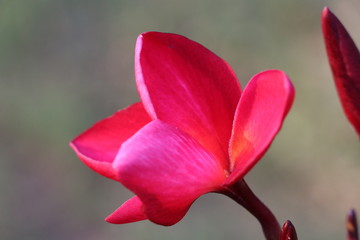Red plumeria bright color in the tree