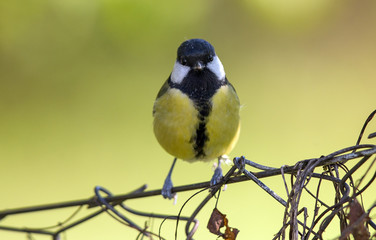 Small bird on fence