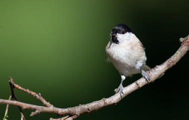 Small bird on branch