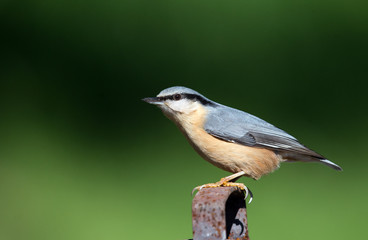 Small bird on fence