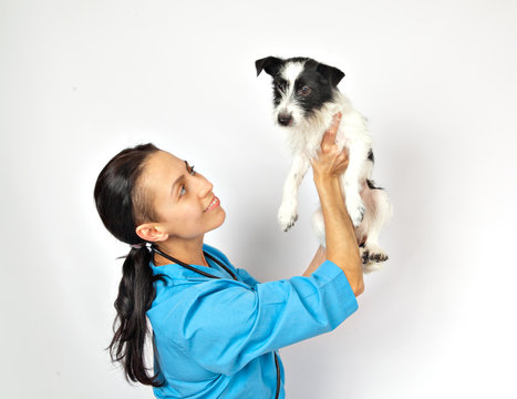 Small mongrel dog examination by a veterinary doctor