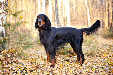 Gordon Setter hunting dog standing in the front in the autumn pa