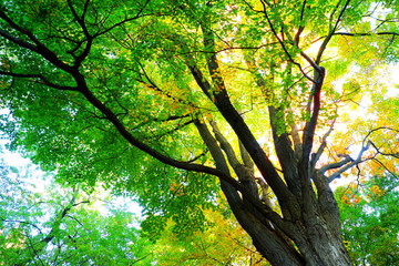 Autumn leaf