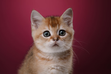 Fototapeta na wymiar Tabby Scottish kitten
