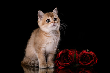 Tabby Scottish kitten