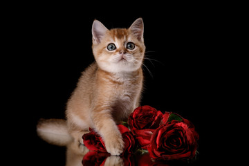 Fototapeta premium Tabby Scottish kitten
