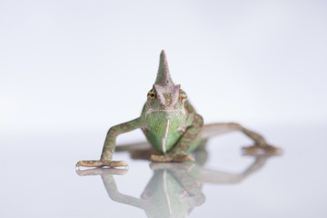 Law theme, mallet of the judge, justice scale, books, wooden des