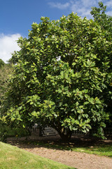 Magnolia à très grandes feuilles. Dans le parc de la ville.