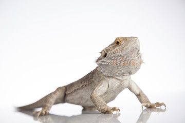 Lizard Bearded Dragon, Pet on white background