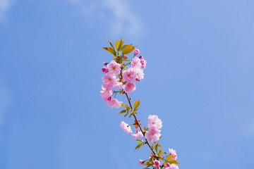 Pink blossoming flowers