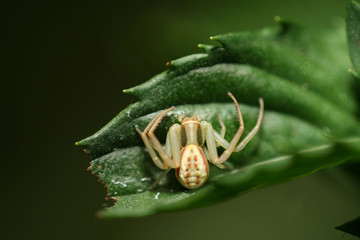 Araña en una hoja
