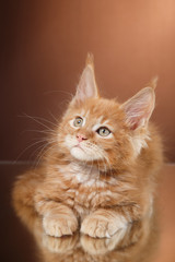 Maine Coon kitten portrait